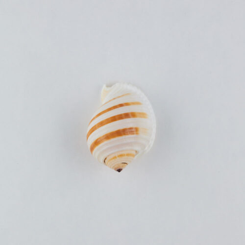 Props sea ​​shells photoshoot on a white background by Isa Aydin nj ny la